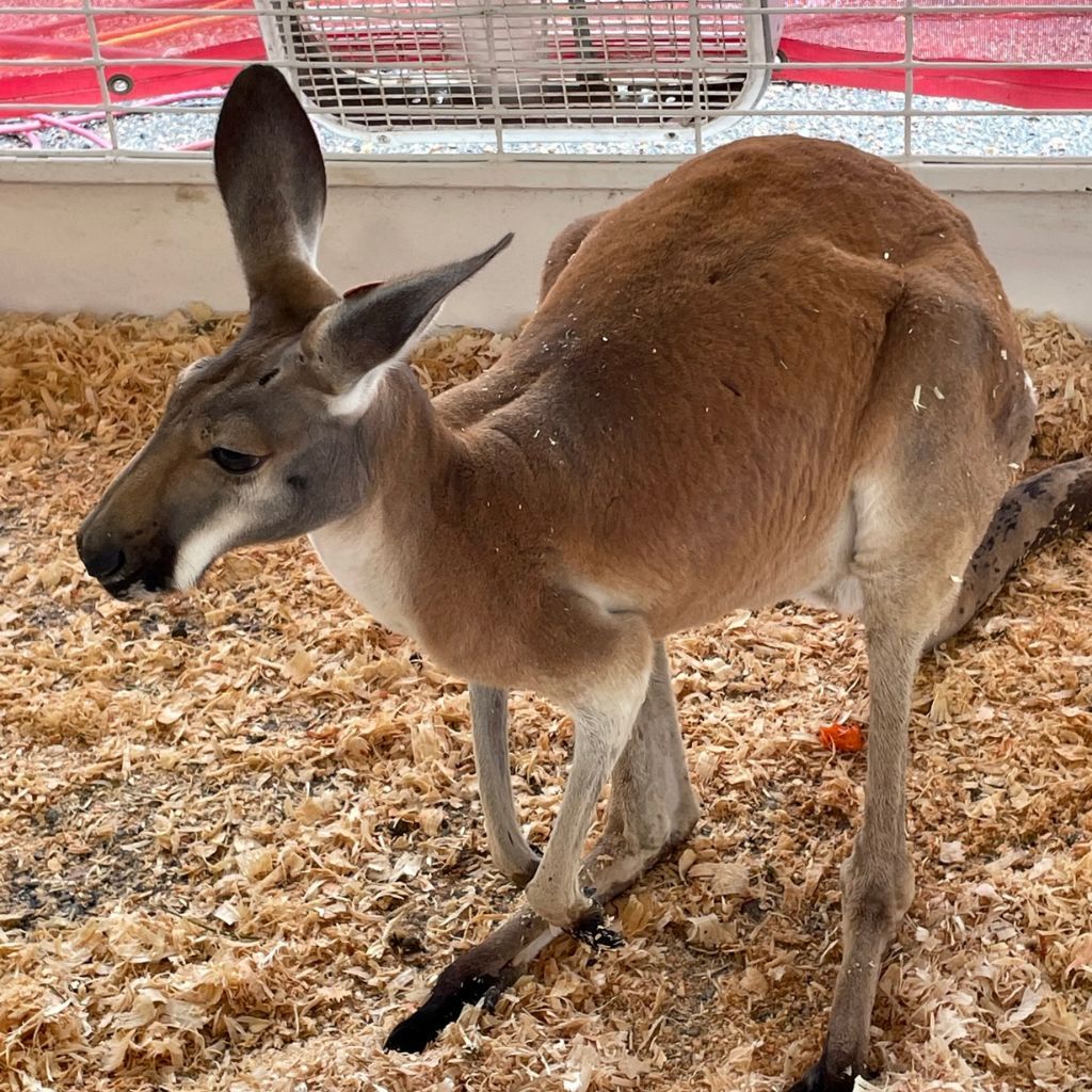 Hedrick Petting Zoo Square