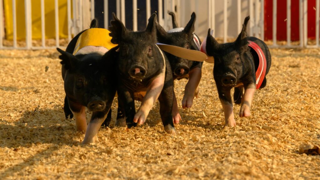 Racing Pigs RESIZED