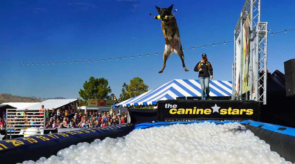 CanineStars BallPitPool